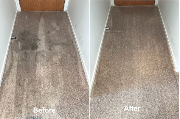 Carpet cleaning Auckland